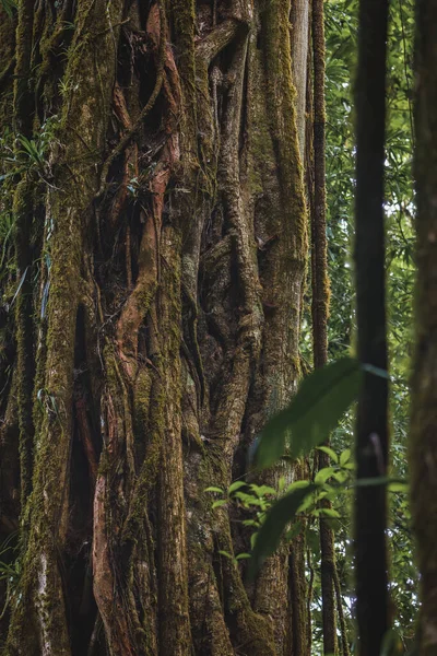 Närbild Gamla Trädstam Regnskogen Costa Rica — Stockfoto