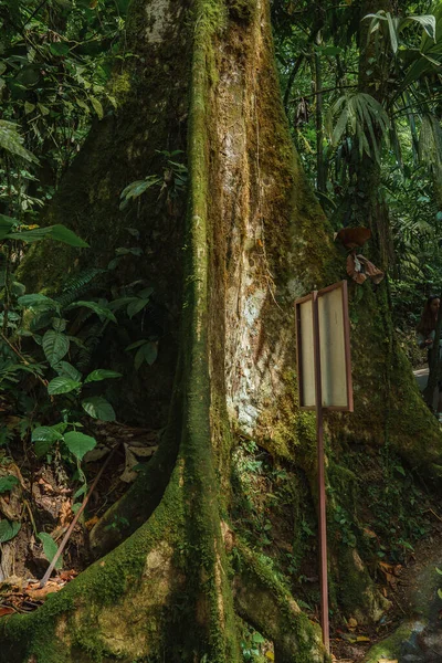 Рамка Рядом Стволом Дерева Растет Джунглях Густых Тропических Лесов Коста — стоковое фото