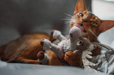 Kedi tüylü bir oyuncakla oynuyor. Yakın çekim. Habeş kedisi suratı, komik ev kedisi oyunu. Mutlu evcil hayvan gözleriyle saldırmak istiyor.