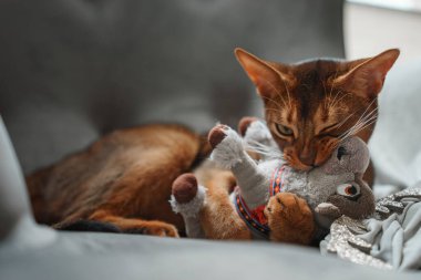 Kedi tüylü bir oyuncakla oynuyor. Yakın çekim. Habeş kedisi suratı, komik ev kedisi oyunu. Mutlu evcil hayvan gözleriyle saldırmak istiyor.