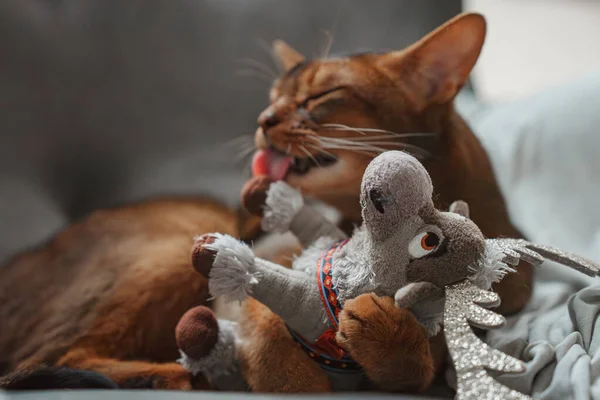Cat playing with a fluffy toy. Close up shot. Abyssinian cat face, funny domestic kitten playing. Eyes of happy pet playing and wanting to attack