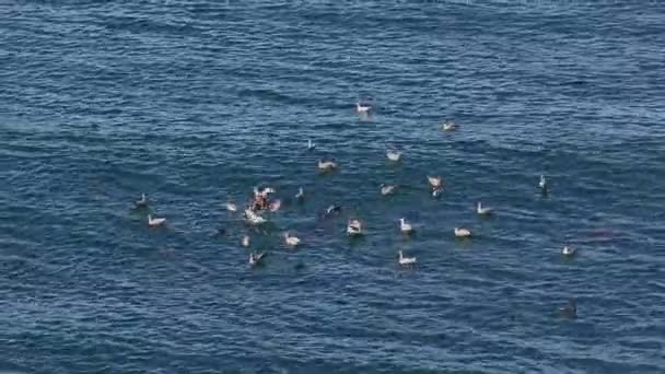 Leões Marinhos Pássaros Pelicano Nadando Oceano Pacífico Superfície Água Vista — Vídeo de Stock