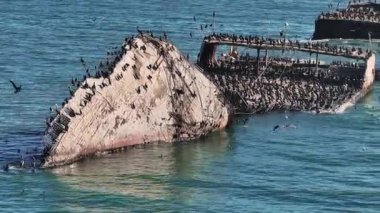 SS Palo Alto veya Aptos Çimento Gemisi, Aptos, California. Kaliforniya kıyı şeridi yakınlarında binlerce pelikanla kaplı bir gemi enkazı..