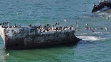 SS Palo Alto veya Aptos Çimento Gemisi, Aptos, California. Kaliforniya kıyı şeridi yakınlarında binlerce pelikanla kaplı bir gemi enkazı..