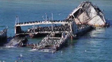 SS Palo Alto veya Aptos Çimento Gemisi, Aptos, California. Kaliforniya kıyı şeridi yakınlarında binlerce pelikanla kaplı bir gemi enkazı..