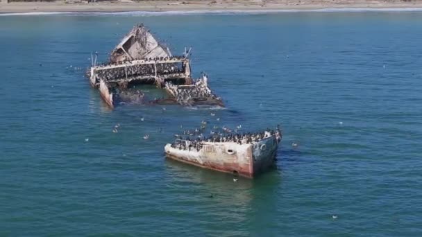 Palo Alto Aptos Cement Ship Aptos California 在加利福尼亚海岸线附近 数以千计的鹈鹕被船撞毁 — 图库视频影像