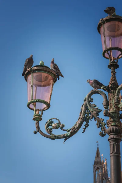 Uma Cena Encantadora Pássaros Empoleirados Poste Lâmpada Veneza Itália Imagem — Fotografia de Stock