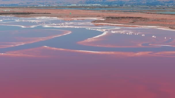 Alviso Marina县公园的粉色盐池 通往Don Edwards San Francisco Bay国家野生动物保护区的门户 粉红湖上的空中景观 — 图库视频影像