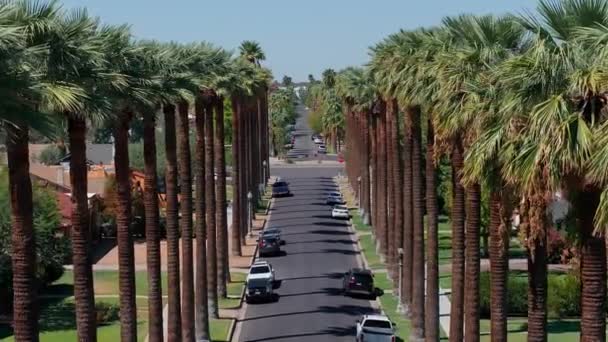 Een Luchtfoto Van Californische Palmen Met Een Lege Weg Palmbomen — Stockvideo