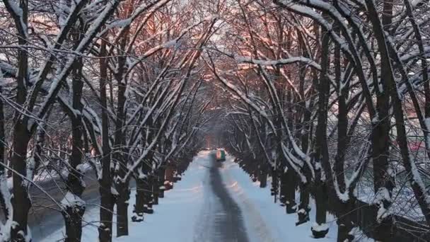 冬はリガで日没する 空っぽの道がある冬の木 — ストック動画