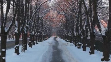Riga 'da kış hep gün batımında geçer. Boş bir yolu olan kış ağaçları.