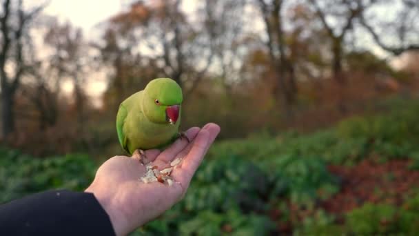 緑のオウムが手に座り 英国のロンドンの公園でナッツを食べる — ストック動画