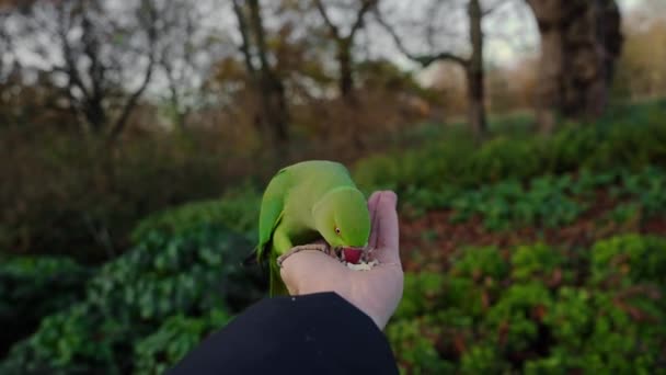 緑のオウムが手に座り 英国のロンドンの公園でナッツを食べる — ストック動画