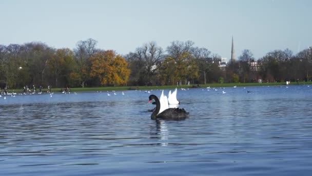 Zwart Wit Zwaan Zwemmen Vijver Het Midden Van Londen — Stockvideo