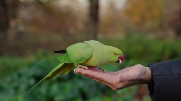 Grüner Papagei Sitzt Auf Einer Hand Und Isst Nüsse Einem — Stockvideo