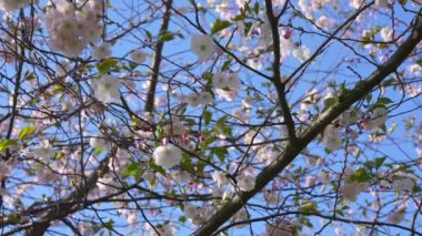 Bahar mevsiminde pembe kiraz ağacını kapat. Baharda Sakura Çiçekleri. Sakura çiçekleri. Kiraz Çiçeği Yağmuru, Kiraz Çiçeği Yaprakları Bahar Rüzgarında Uçuyor