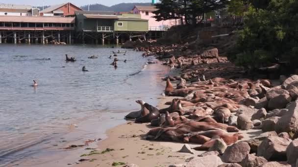 Monterey Kaliforniya Daki Cannery Row Sahilinde Dinlenen Deniz Aslanı Abd — Stok video