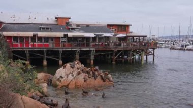 Monterey, Kaliforniya 'daki Cannery Row sahilinde dinlenen deniz aslanı, ABD.