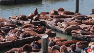 California deniz aslanları 39. rıhtımda, Balıkçılar Rıhtımı, liman, San Francisco, California, Birleşik Devletler. San Francisco 39. İskelede deniz aslanları var..