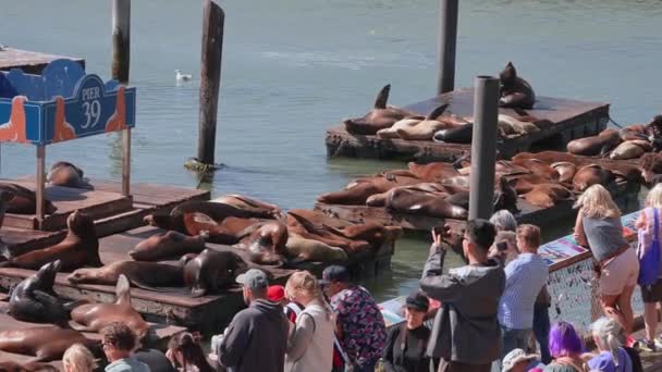 加利福尼亚州海狮39号码头 渔民码头 旧金山 加利福尼亚州 旧金山39号码头的海狮 — 图库视频影像