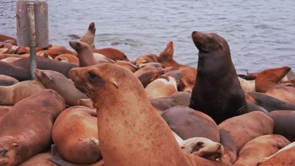 Sea Lion Resting Shore Cannery Row Monterey California Usa — Stock Video