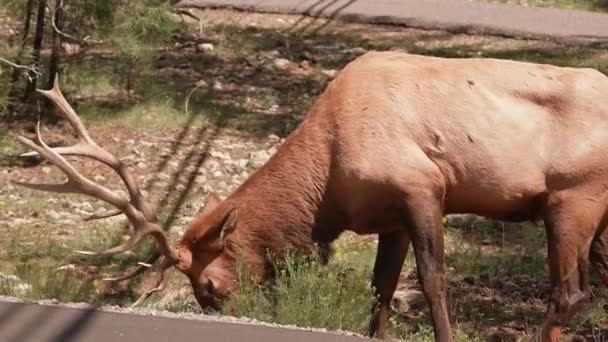 Rocky Mountain Elk Лісі Національного Парку Гранд Каньйон Штат Юта — стокове відео