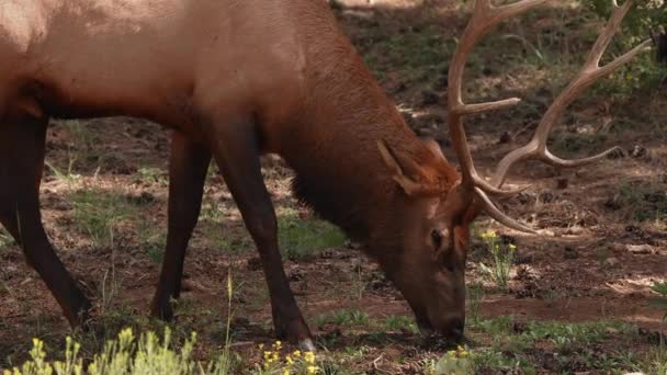 Rocky Mountain Elk Bosque Del Parque Nacional Del Gran Cañón — Vídeo de stock