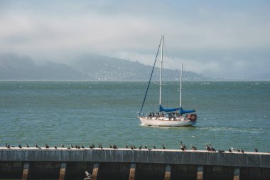 San Francisco 'da sakin bir deniz manzarası. Kuşlarla beton iskele, sakin sularda yelkenli, arka planda sisli tepe silueti. Huzurlu bir birliktelik.