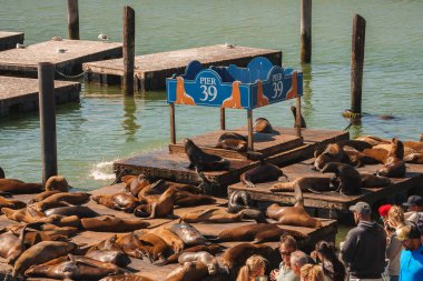 San Francisco 39 numaralı iskelede hareketli bir sahne. Turistlerin izlediği ahşap rıhtımlarda deniz aslanları dinleniyor, bazıları fotoğraf çekiyor. Açık mavi gökyüzü canlı atmosferi güçlendirir..