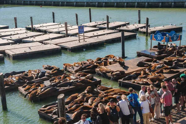 San Francisco 39 numaralı iskelede hareketli bir sahne. Deniz aslanları yüzen platformlarda güneşleniyor, ziyaretçiler izliyor, martılar yakınlarda tünemiş. Güneşli bir gün, PIER 39 işareti görünür..