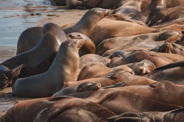 Sea lions basking on a sandy beach, closely huddled together under the warm sun. Tranquil scene, possibly late afternoon. Coastal habitat, no human activity seen. clipart