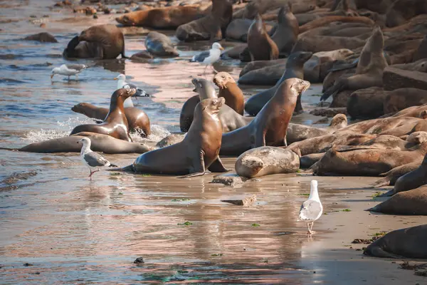 Sea Lions Relaxing Sandy Beach Some Basking Sunlight Interacting Seagulls — Stock Photo, Image