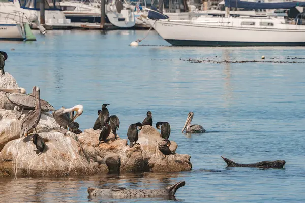 Serene Coastal Scene Pelicans Cormorants Rocks Moored Boats Marina Dock Rechtenvrije Stockfoto's