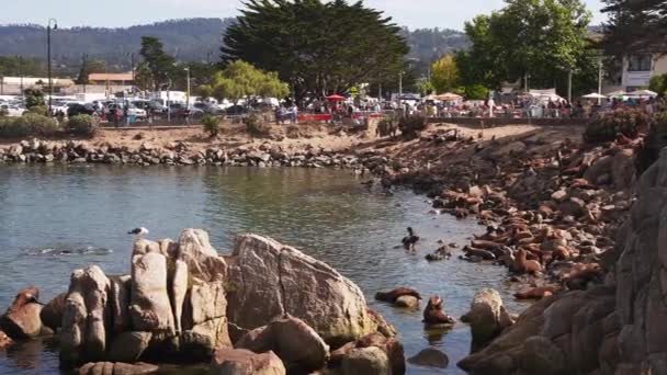 Seelöwe Ruht Ufer Cannery Row Monterey Kalifornien Usa — Stockvideo