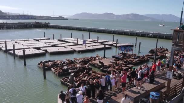 Θαλάσσια Λιοντάρια Καλιφόρνια Στην Προβλήτα Fishermans Wharf Λιμάνι Σαν Φρανσίσκο — Αρχείο Βίντεο