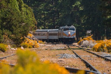 Gümüş ve mavi renkte yolcu treni demiryolu raylarında seyahat eder. Etrafı canlı sarı kır çiçekleri ve yeşilliklerle çevrilidir. Berrak mavi gökyüzü ile yemyeşil orman manzarası.