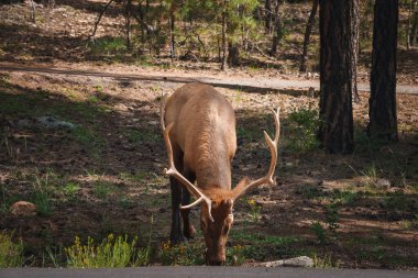 Elk grazing in forested habitat, impressive antlers on display. Light brown coat, feeding on vegetation. Dirt path, possibly national park or wildlife reserve. Sunny day scene. clipart
