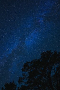 Samanyolu Galaksisi ile yıldızlı gece gökyüzü, karanlık arka plana karşı parlak yıldızlar. Siluetli ağaçlar orman düzenini işaret ediyor. Sakin, sakin bir ruh hali. Yıldızları izlemek için mükemmel..