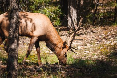 Ormanda otlayan geyikler, etkileyici boynuzlar ve açık kahverengi palto. Kozalaklı ağaçlar, dalların arasından süzülen güneş ışığı. Doğal yaşam alanı, yeri bilinmiyor..