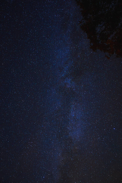 Night sky filled with stars, showcasing the Milky Way galaxys galactic plane. Transitioning from dark blue to light shades, features tree silhouette. Ideal for stargazing.
