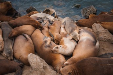 A cozy group of sea lions rests on a rocky shoreline. Their shiny, brown bodies create a tranquil scene by the calm ocean. peaceful coexistence in a natural environment. clipart