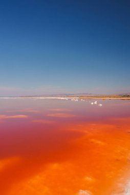 California 'daki Alviso Pembe Göl Parkı' nda berrak bir gökyüzünün altında canlı pembe gölü keşfedin. Uzaktaki çarpıcı renk değişimine ve durgun mavi sulara tanık olun..