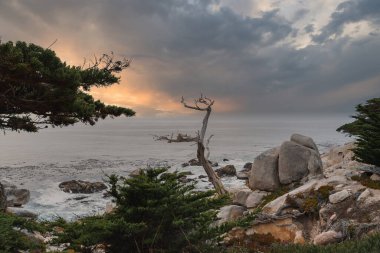 17 Mile Drive, California, ABD boyunca sakin sahil manzarası. Yeşil bitki örtüsü olan engebeli, kayalık arazi, yıpranmış ağaç, sakin okyanus dalgaları, dramatik gökyüzü..