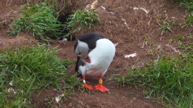 Atlantik martısının manzarası, İzlanda 'da bulunan sıradan kuşlar. Atlantik martısı, Auk familyasından bir deniz kuşu türüdür. İzlanda, Norveç ve Faroe Adaları.