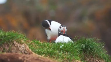 Atlantik martısının manzarası, İzlanda 'da bulunan sıradan kuşlar. Atlantik martısı, Auk familyasından bir deniz kuşu türüdür. İzlanda, Norveç ve Faroe Adaları.