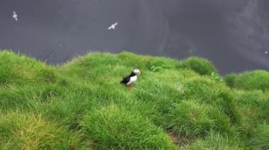 Atlantik martısının manzarası, İzlanda 'da bulunan sıradan kuşlar. Atlantik martısı, Auk familyasından bir deniz kuşu türüdür. İzlanda, Norveç ve Faroe Adaları.