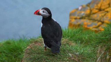 Atlantik martısının manzarası, İzlanda 'da bulunan sıradan kuşlar. Atlantik martısı, Auk familyasından bir deniz kuşu türüdür. İzlanda, Norveç ve Faroe Adaları.