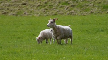 İki yavru beyaz kuzu İzlanda koyunu ve yeşil çimlerde otlayan bir anne doğu İzlanda 'daki tarlada yemek yiyorlar.