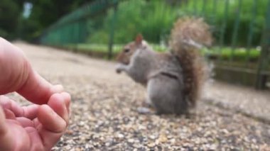 Londra 'nın merkezindeki parkta bir sincabı besleyen elin yakın görüntüsü. Sevimli sincap, 4K 'lık videoyu yakından yiyor..