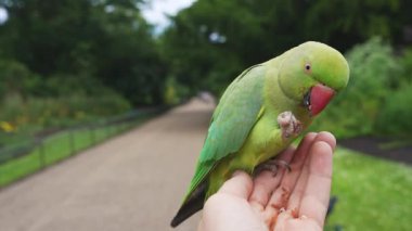 Parktaki yeşil Londra papağanını beslemek. Gül halkalı papağan ya da halka boyunlu papağan olarak da bilinen Psittacula krameri, orta büyüklükte bir papağandır..